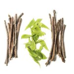 ayurveda