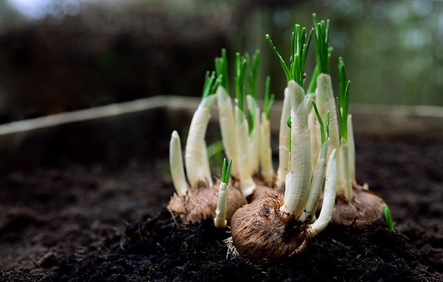 growth